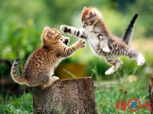 宠物猫名字大全
