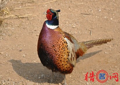 养殖公司起名
