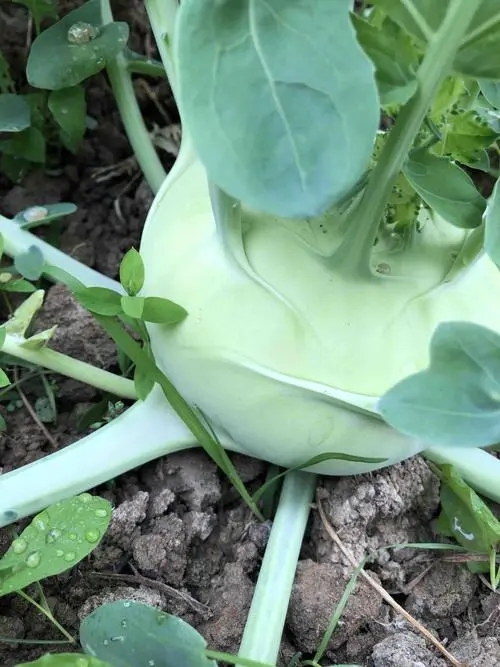 梦见大头菜是什么意思