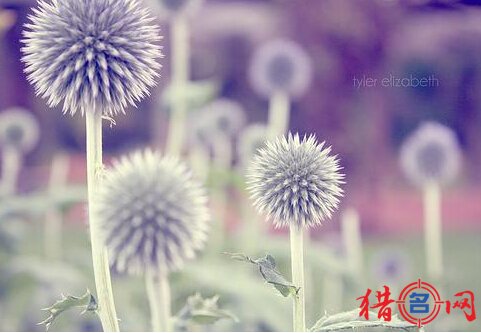 qq家族名字格式大全
