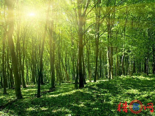 林业公司起名-好听林业公司名称-公司名字大全