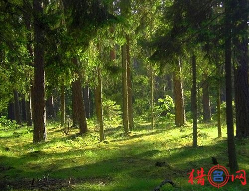 林业公司起名-好听林业公司名称-公司名字大全