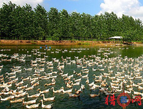 养殖公司起名-好听的养殖公司名字