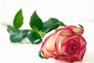 既富有诗意又浪漫的花店名案例